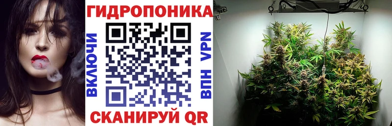 Бошки марихуана сатива  купить наркотик  Вологда 